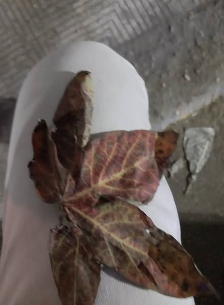 الورق ده ظاهر عندي في القطن بنسبه كبيره ايه المرض وايه العلاج